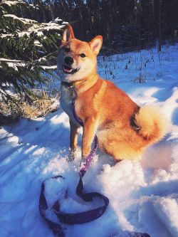 picture of dog