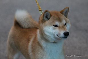 picture of dog