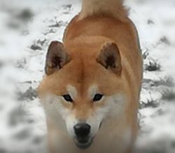 picture of dog