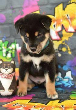 picture of dog