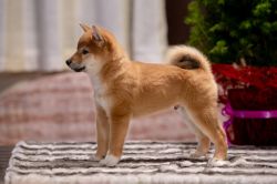 picture of dog