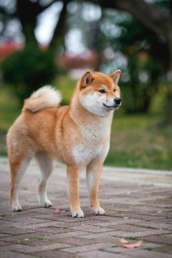 picture of dog