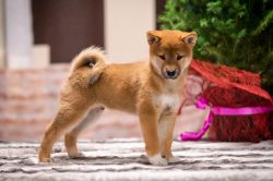 picture of dog