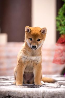picture of dog