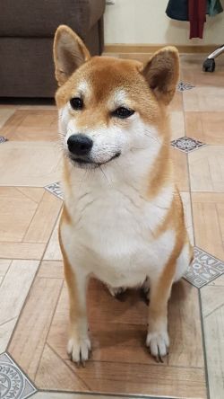 picture of dog