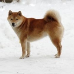 picture of dog