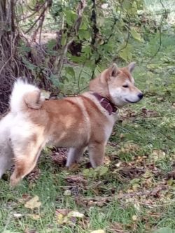 picture of dog