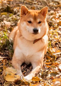 picture of dog
