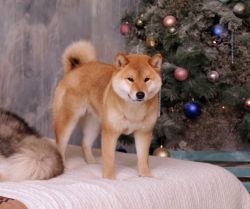 picture of dog