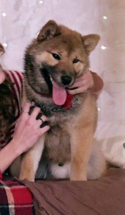 picture of dog