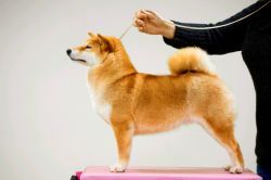 picture of dog