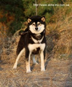 picture of dog