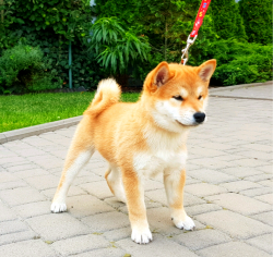 picture of dog