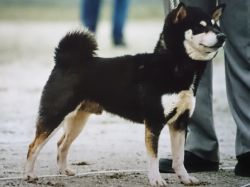 picture of dog