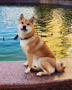 picture of dog