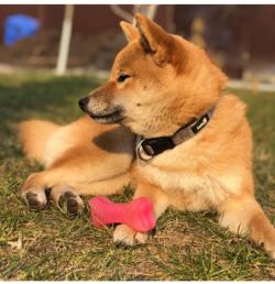 picture of dog
