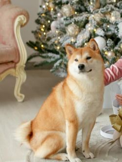 picture of dog