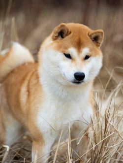 picture of dog
