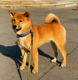 picture of dog