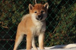 picture of dog