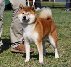 picture of dog