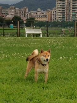 picture of dog