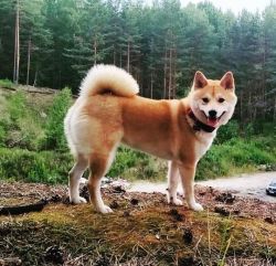 picture of dog