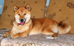 picture of dog