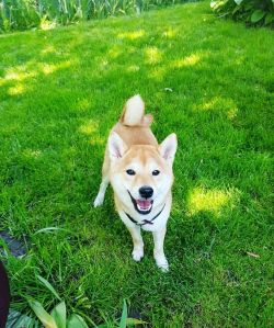 picture of dog