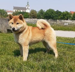 picture of dog