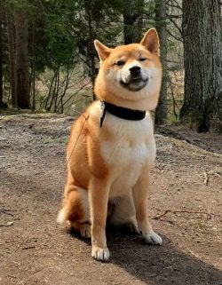 picture of dog