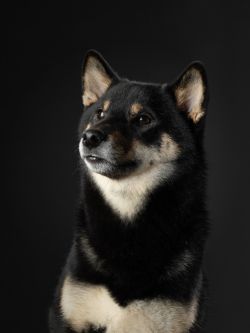 picture of dog