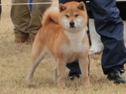 picture of dog