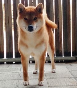 picture of dog