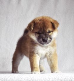 picture of dog