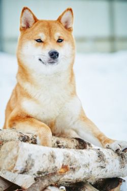 picture of dog