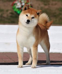 picture of dog