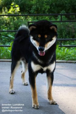 picture of dog
