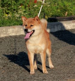 picture of dog