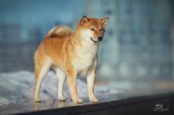 picture of dog