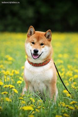 picture of dog
