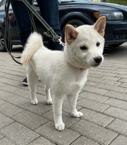 picture of dog