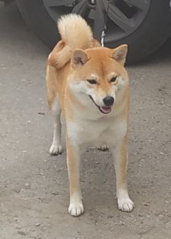 picture of dog