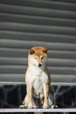 picture of dog