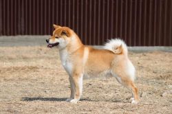 picture of dog