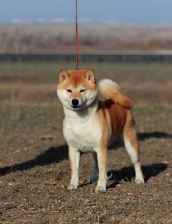 picture of dog