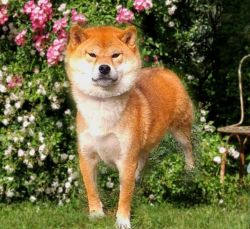 picture of dog