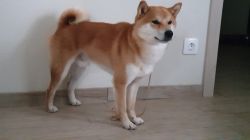 picture of dog