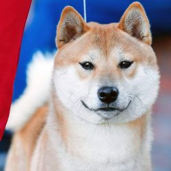 picture of dog
