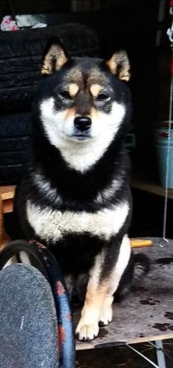 picture of dog
